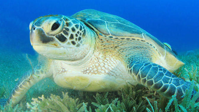 What do you think about this flirting advice to tell a guy about turtles?