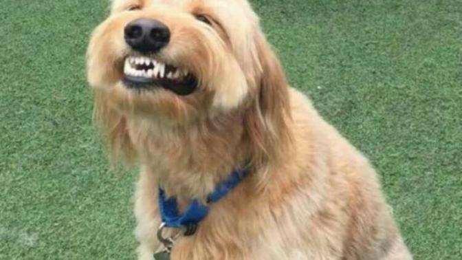 How come animals have mlky white teeth but we don't?