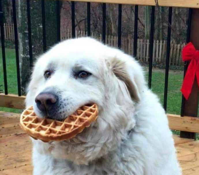 More Waffles Please!