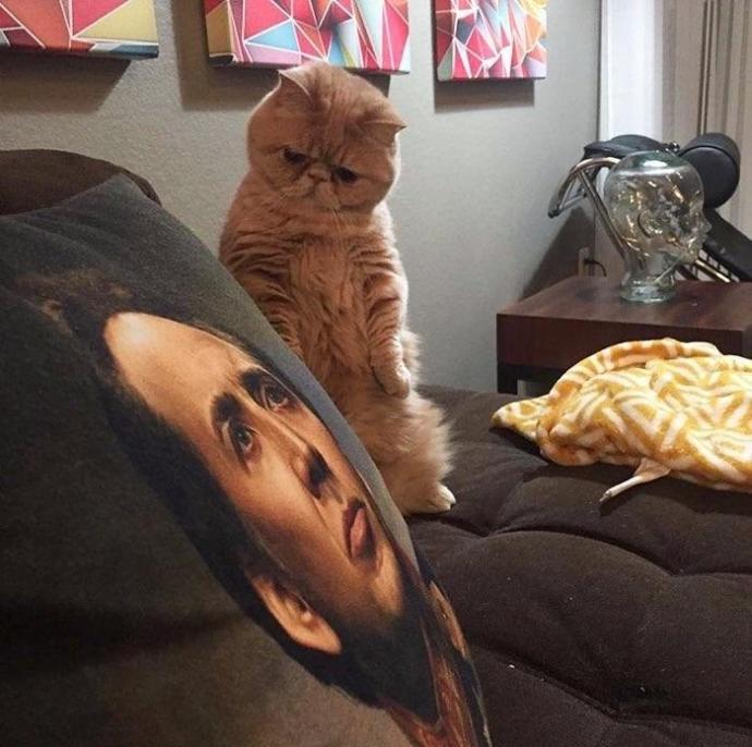 cats are amazinggg. (Pic from the internet by the way)