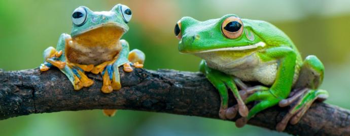 What's your favorite animal?