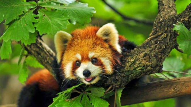 What's your favorite animal?