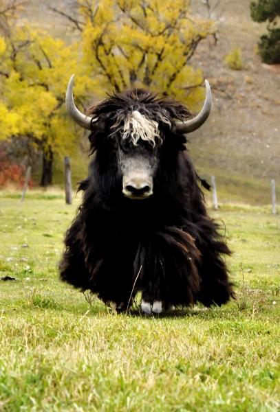 Does my yak in background resemble the Mad Yak in the Satanic Amino that The Witches United use and am I a closeted Satanist or innocent coincidence?