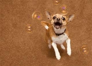 TALKING BUBBLES (not my pic)