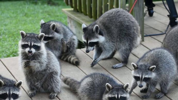 From a Super Villain perspective which would be scarier to unleash a Squirrel Army or a Raccoon Army?