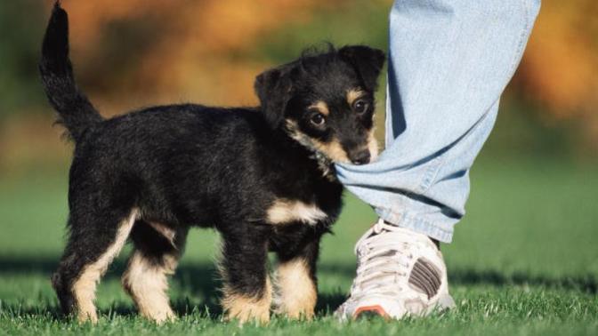 Would you date someone who dislikes animals?