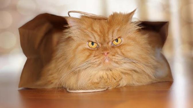 Ok someone please answer me this... what on earth it that people find so horrifying about a man owning a cat?
