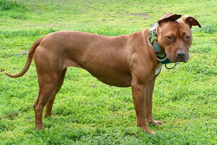 Wouldnt it still be animal cruelty if someone shoots pitbulls to death for thrills?