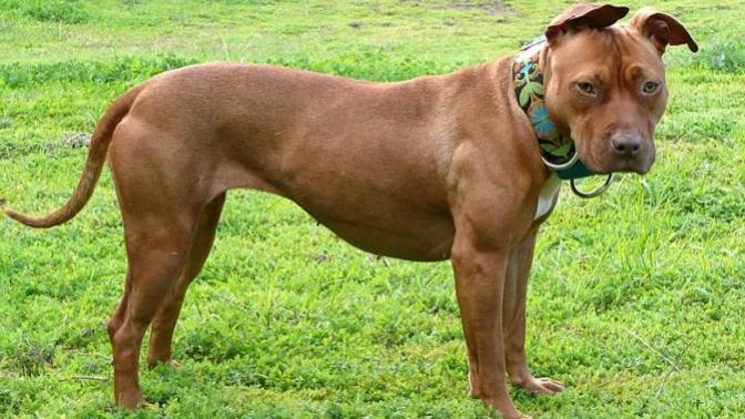 Wouldn't it still be animal cruelty if someone shoots pitbulls to death for thrills?