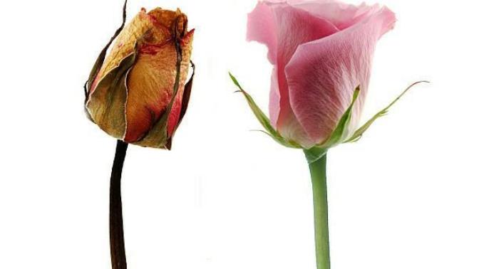 What is better out the two?