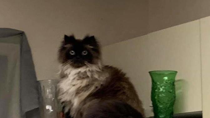 What is this cat thinking?