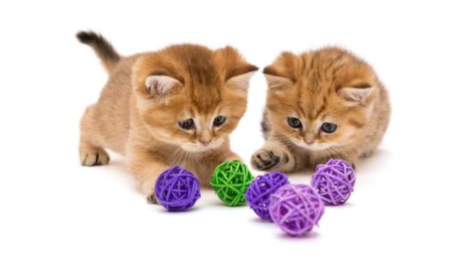 Do People Like Cats Because They Are Easily Distracted?