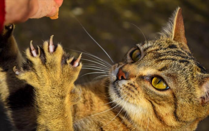 Was thid man overreacting by deciding to throw his daughter out of the house for sending his cat to the shelter?