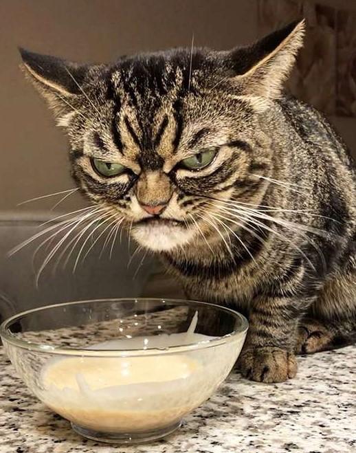 Was thid man overreacting by deciding to throw his daughter out of the house for sending his cat to the shelter?