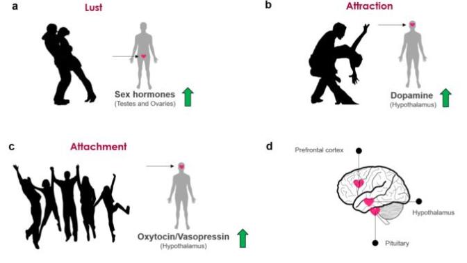 Should "Brain in Love" be indroduced to teens so that they don't get confused lust with love?
