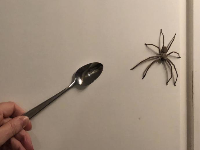Bruh wtf this spoon in my face you humans are so fuckin weird gtfo
