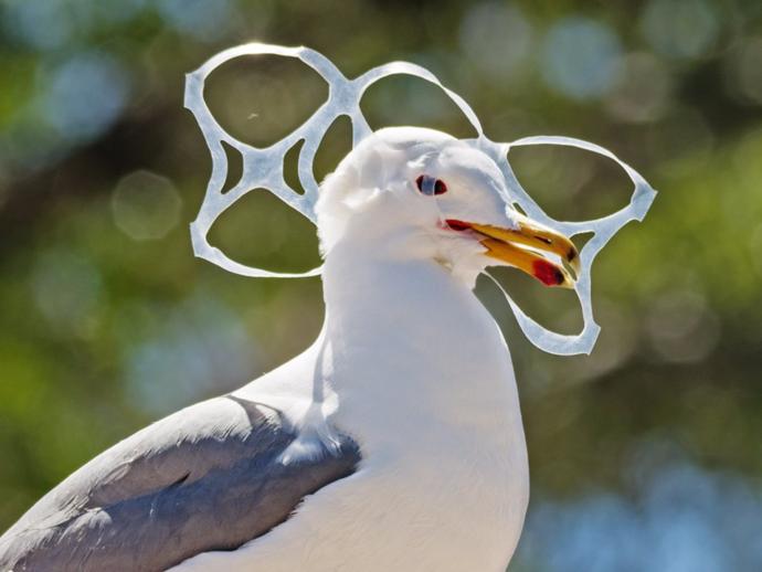 Do you HATE these plastic ring things, because they strangle, and hurt animals?