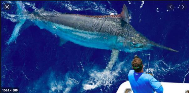 Is marlin fishing something you would be interested in trying out?