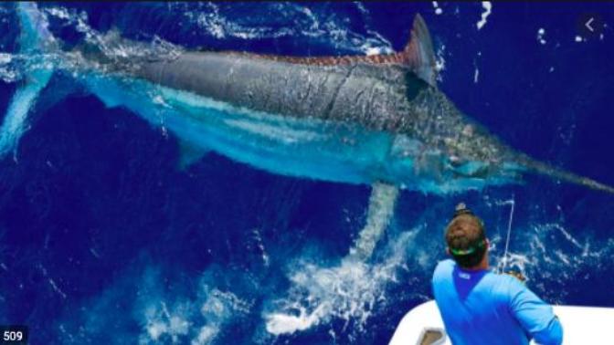 Is marlin fishing something you would be interested in trying out?