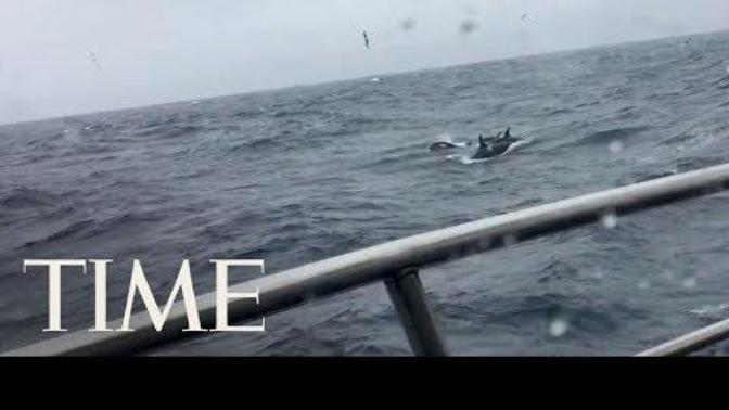 What you think of this Karen who called the police on whales?
