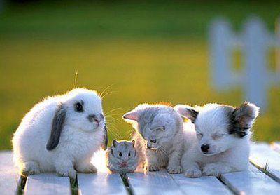 What animal do you think best describes you?