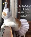 What animal do you think best describes you?