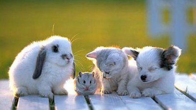 What animal do you think best describes you?