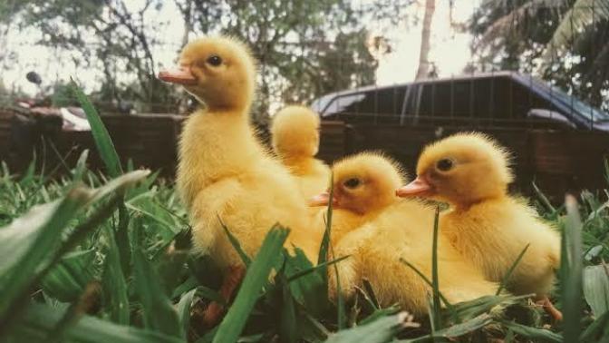 Is it "unmanly" to watch cute animal videos?