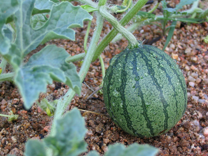 Will Watermelon Seeds grow Watermelons in my stomach? GirlsAskGuys
