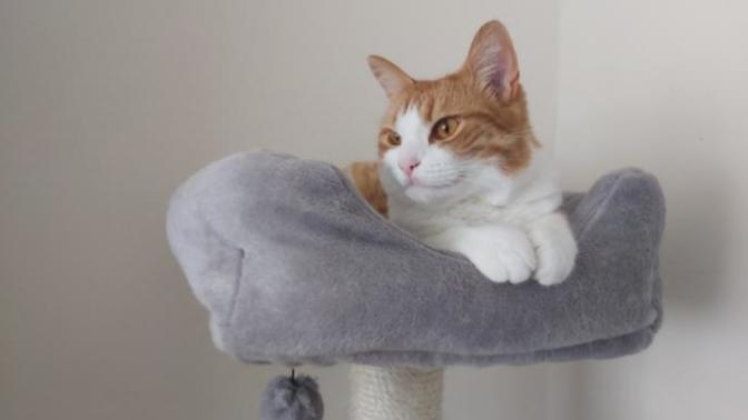 Any tips on how to find my indoor cat that got outside?