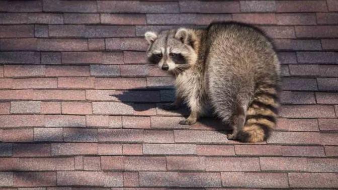 How has the coronavirus pandemic impacted the local wildlife where you live?