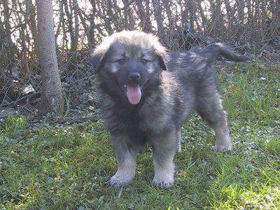 What will my puppy mostly look like?