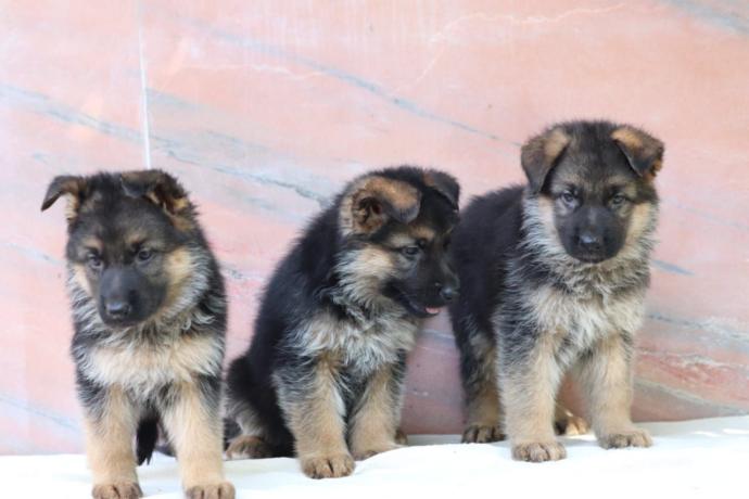 What will my puppy mostly look like?
