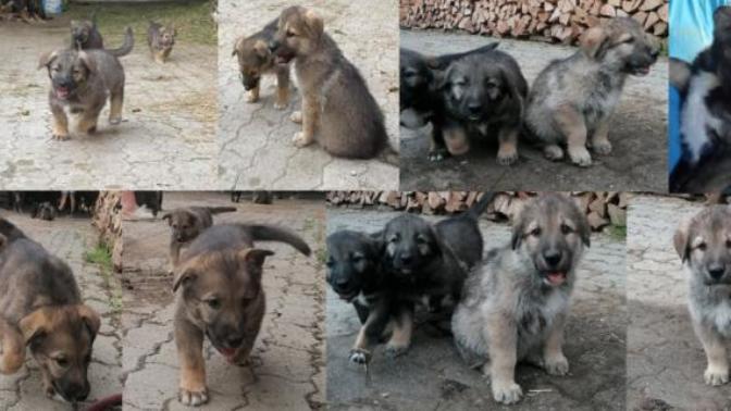 What will my puppy mostly look like?