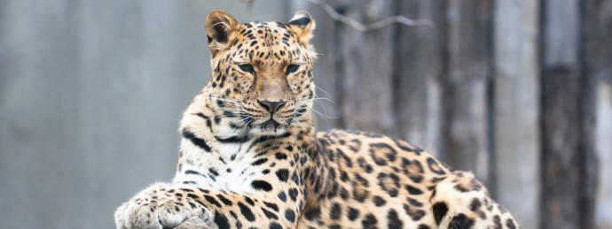 Is it morally justifiable to kill an endangered species in a survival situation?