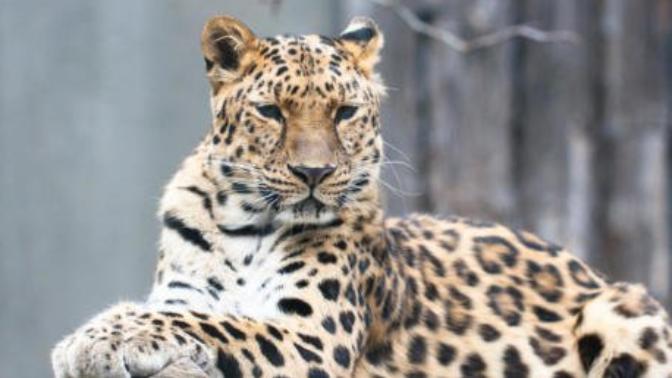 Is it morally justifiable to kill an endangered species in a survival situation?
