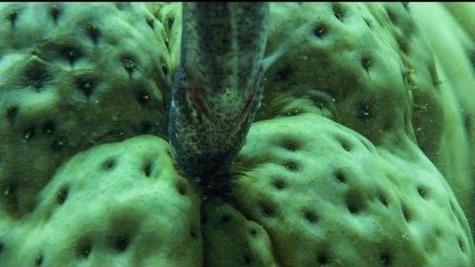 How would you feel if you were a sea cucumber?