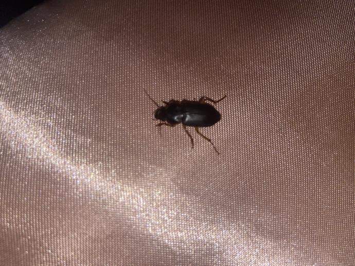 IS THIS A ROACH?