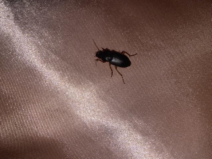 IS THIS A ROACH?