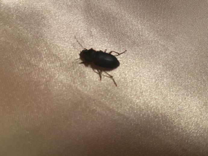 IS THIS A ROACH?