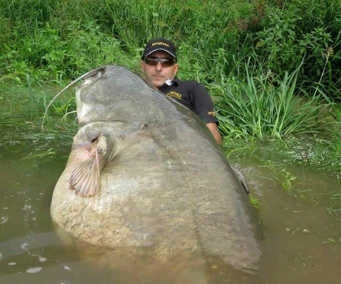 Would you go fishing for River Monsters?