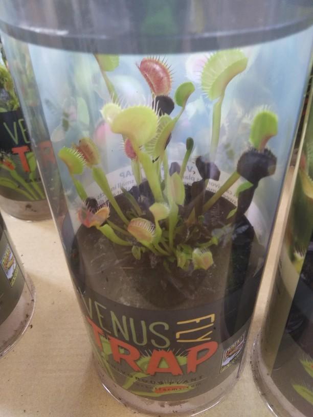 Would you ever like to own a Venus flytrap?