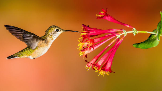 Are Hummingbirds the bird version of bees?
