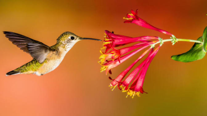 Are Hummingbirds the bird version of bees?