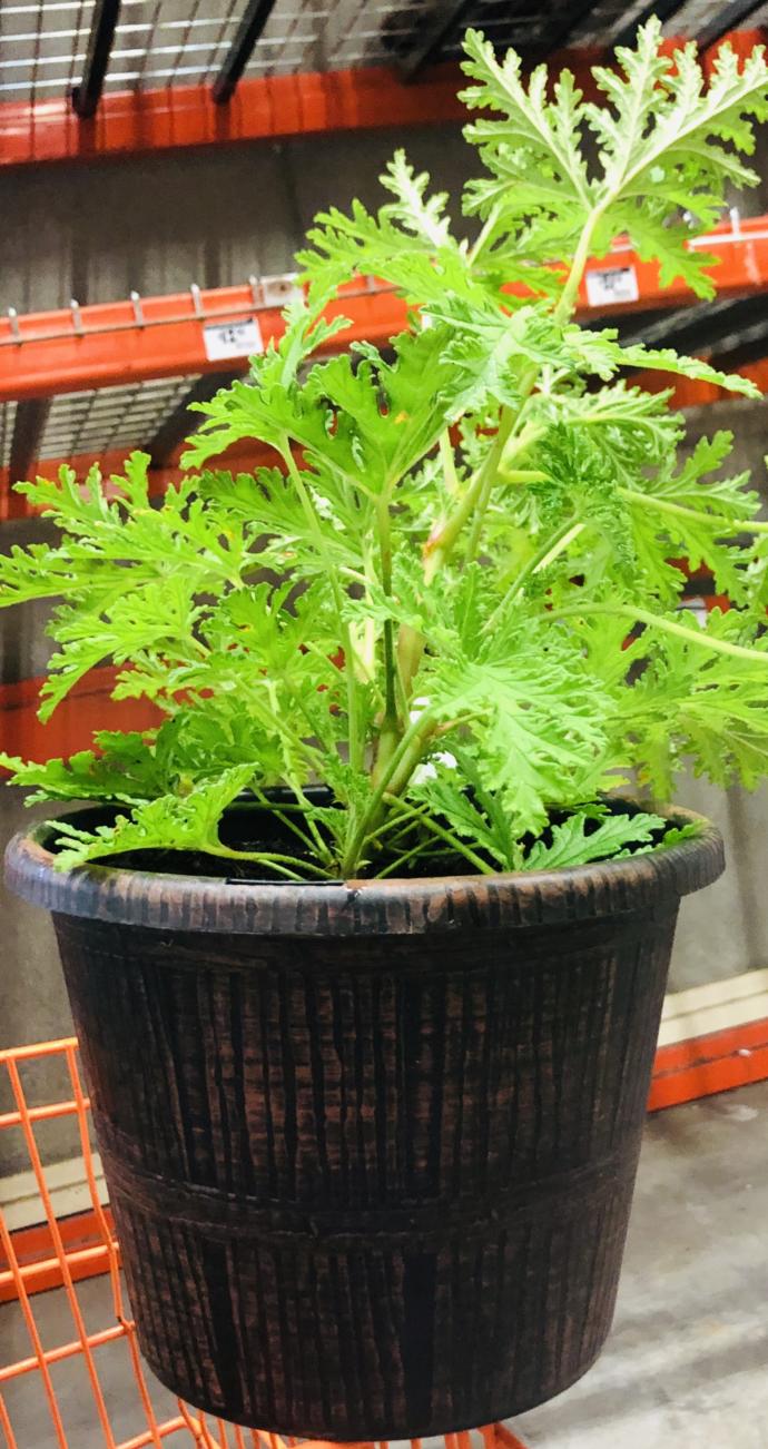 Do you guys rub citronella Plant leaves 🌱 On your skin, To keep bugs away?