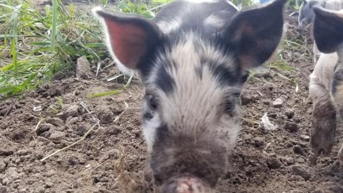 Piggies up-date, pick names for the babies?