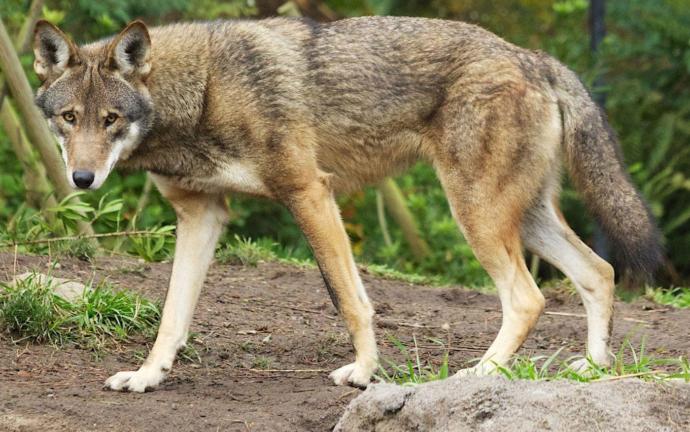 What do you think about the Washington Redwolves?