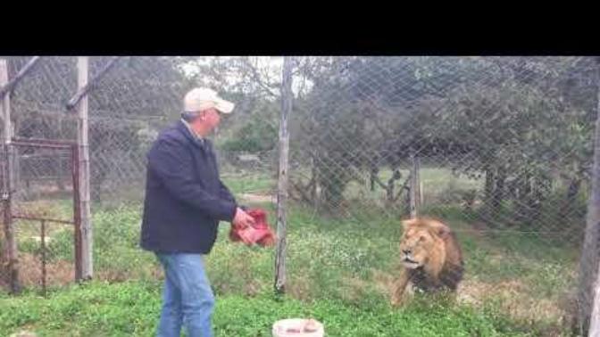 Damn, this lion growl sounds like a monster truck engine... Do you think its cool or scary lol.. 😂?