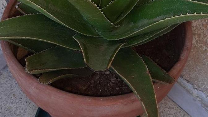 Aloe vera beauty usage?
