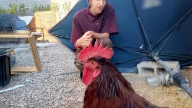 What do you think of my rooster, Hector?